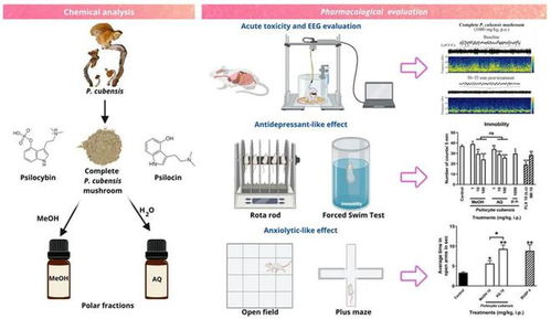 研究進展 食品營養 香氣與抗焦慮的關系探討